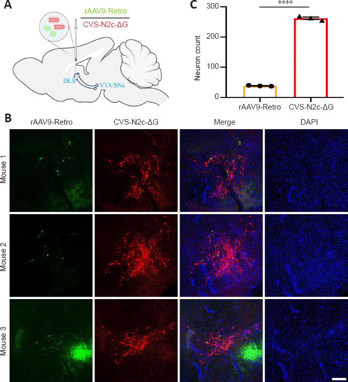 Original Figure 3B detail: fluorescence view of VTA/SNc projection neurons retrogradely labeled from the dorsolateral striatum