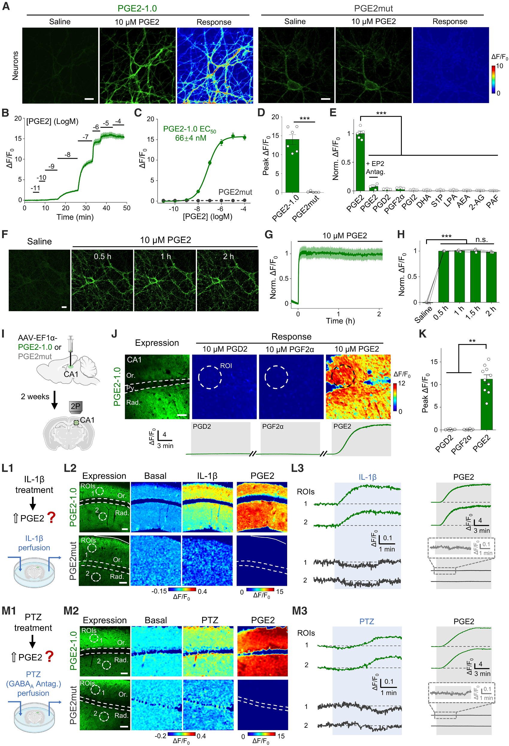 Green fluorescence and pseudocolor response of primary cultured cortical neurons expressing PGE2-1.0 upon application of 10 uM PGE2 (detail from original Figure 2A)