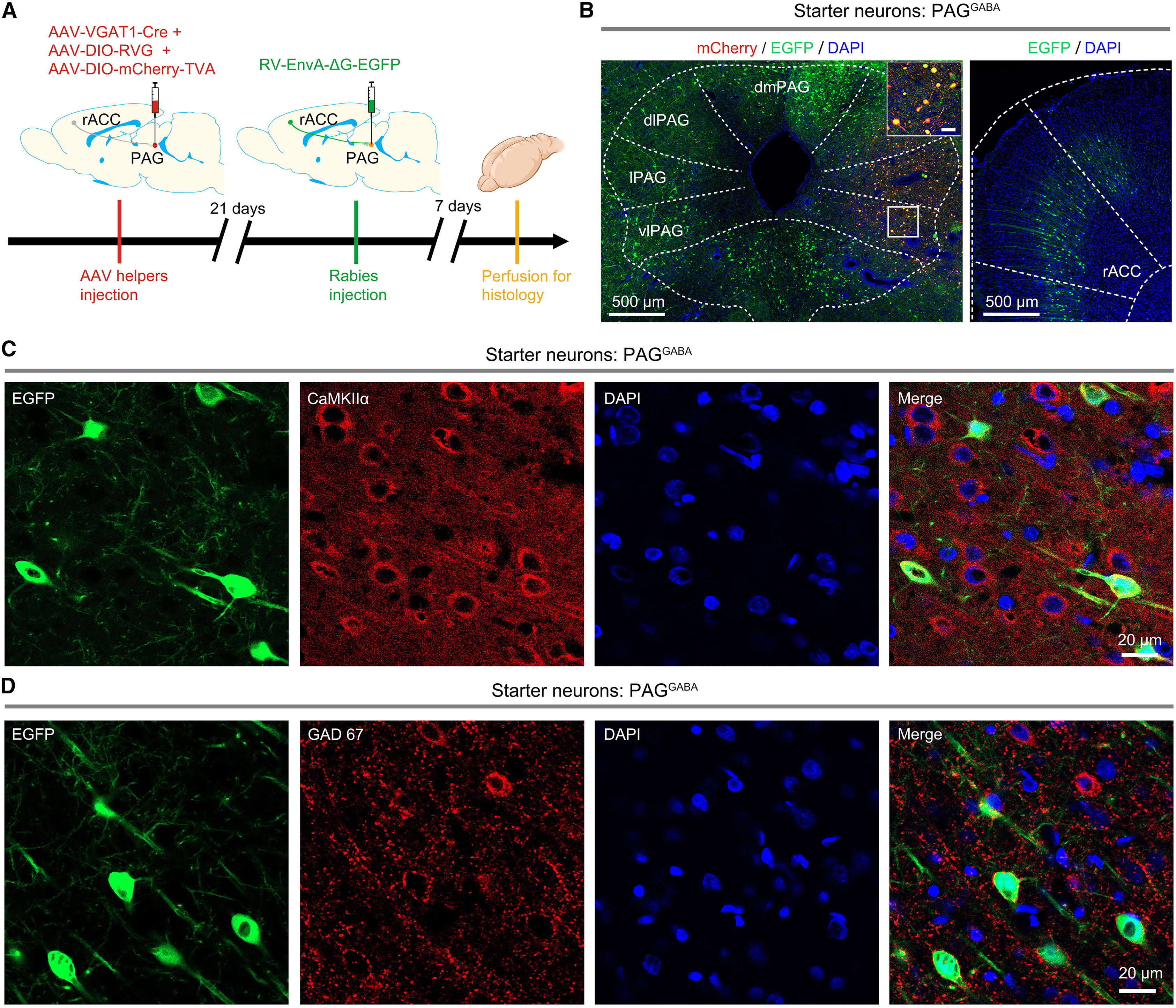 Rabies-virus monosynaptic retrograde tracing showing EGFP-labeled rACC neurons projecting to PAG GABAergic starter neurons colocalized with CaMKIIα (detail from original Figure 5C)