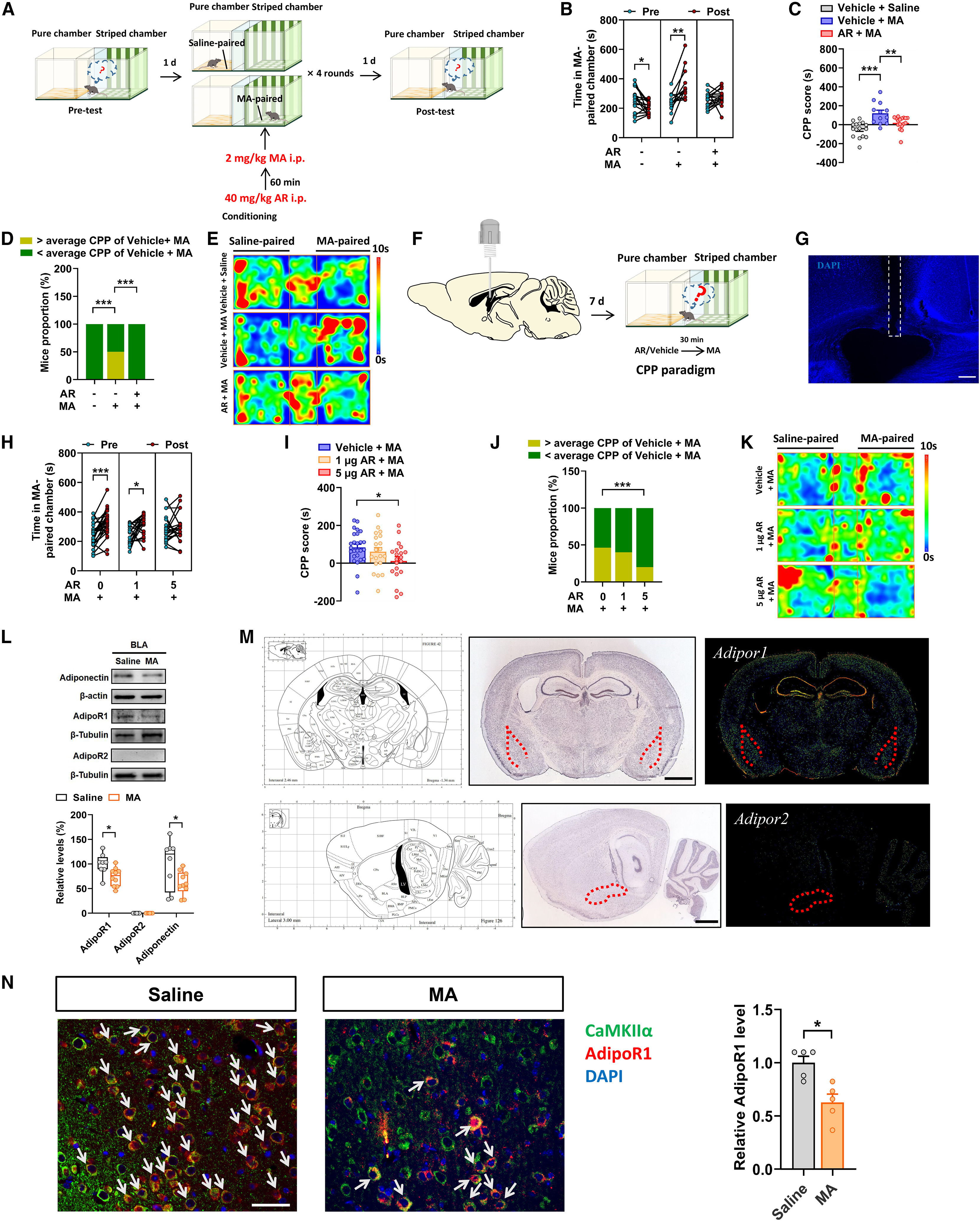 Immunofluorescence colocalization of AdipoR1 in CaMKIIα+ excitatory pyramidal neurons and GAD67+ interneurons in the BLA of saline- and MA-conditioned mice