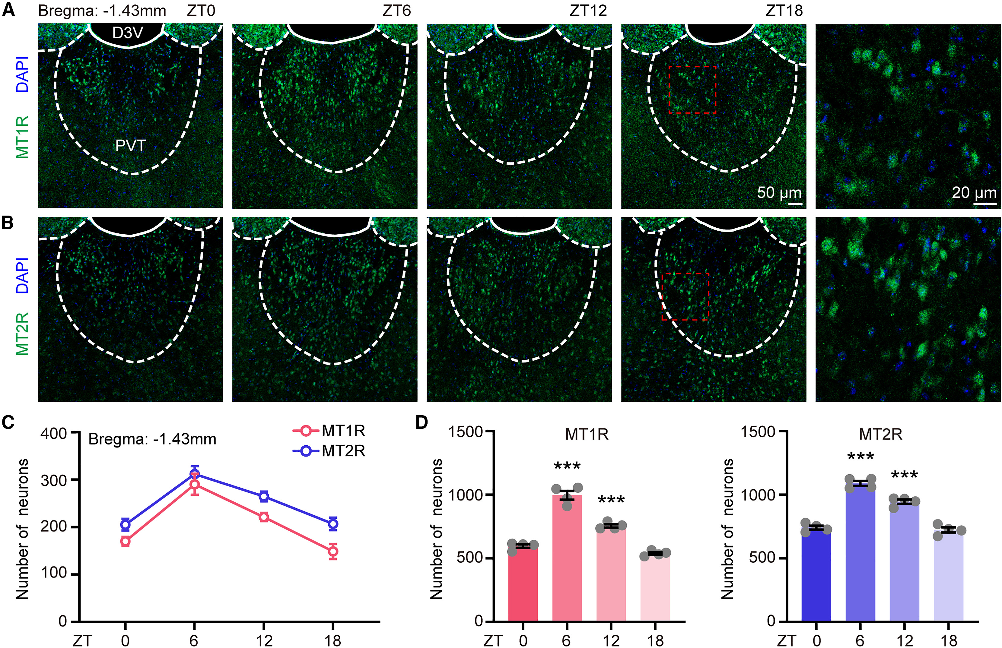 Immunofluorescence distribution of melatonin receptor MT1R across zeitgeber time points in the paraventricular thalamus (PVT) of C3H/HeJ mice