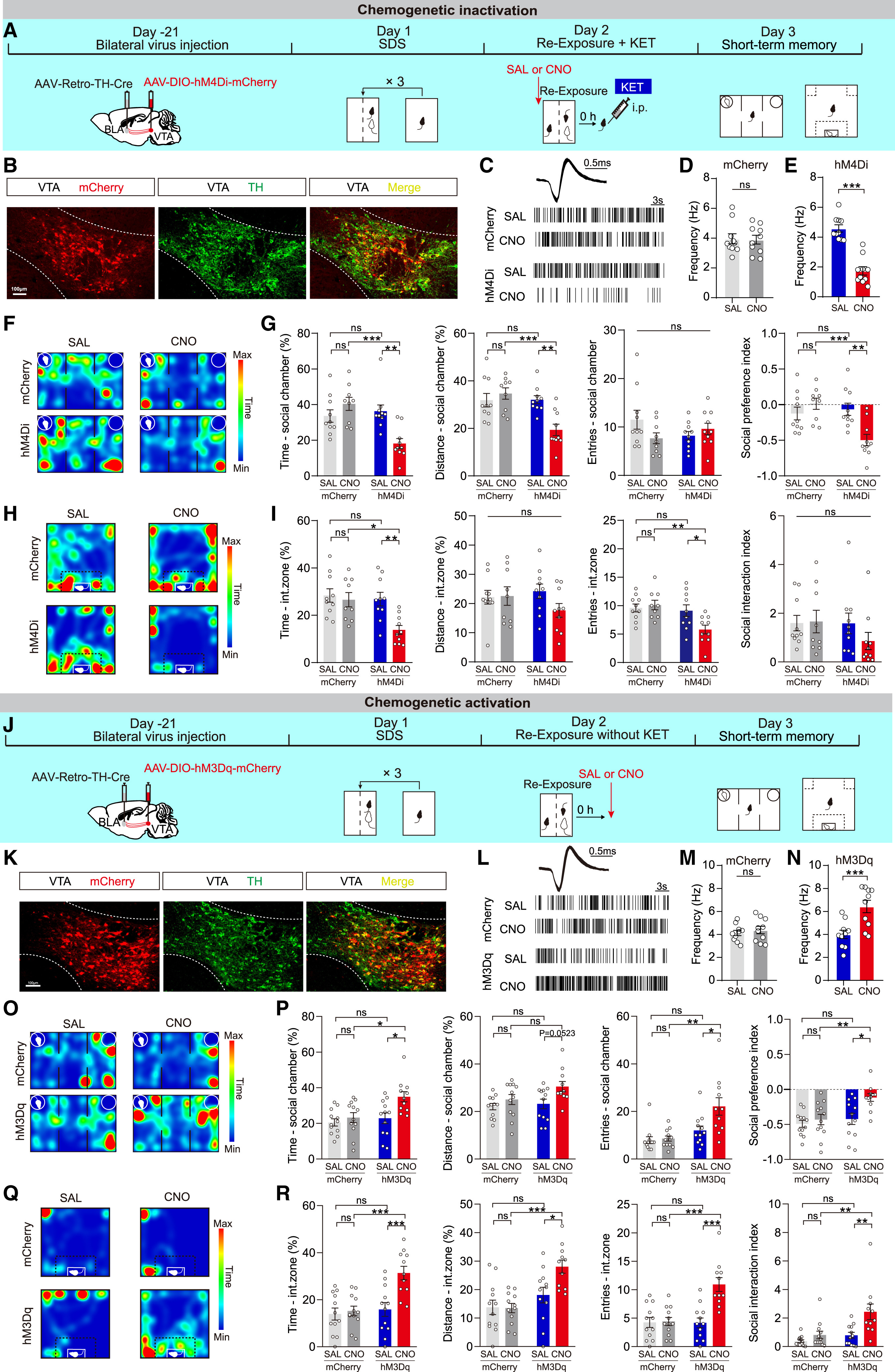 Confocal fluorescence images showing colocalization of tyrosine hydroxylase (TH)-positive dopaminergic neurons and chemogenetic viral labeling in the ventral tegmental area (VTA)