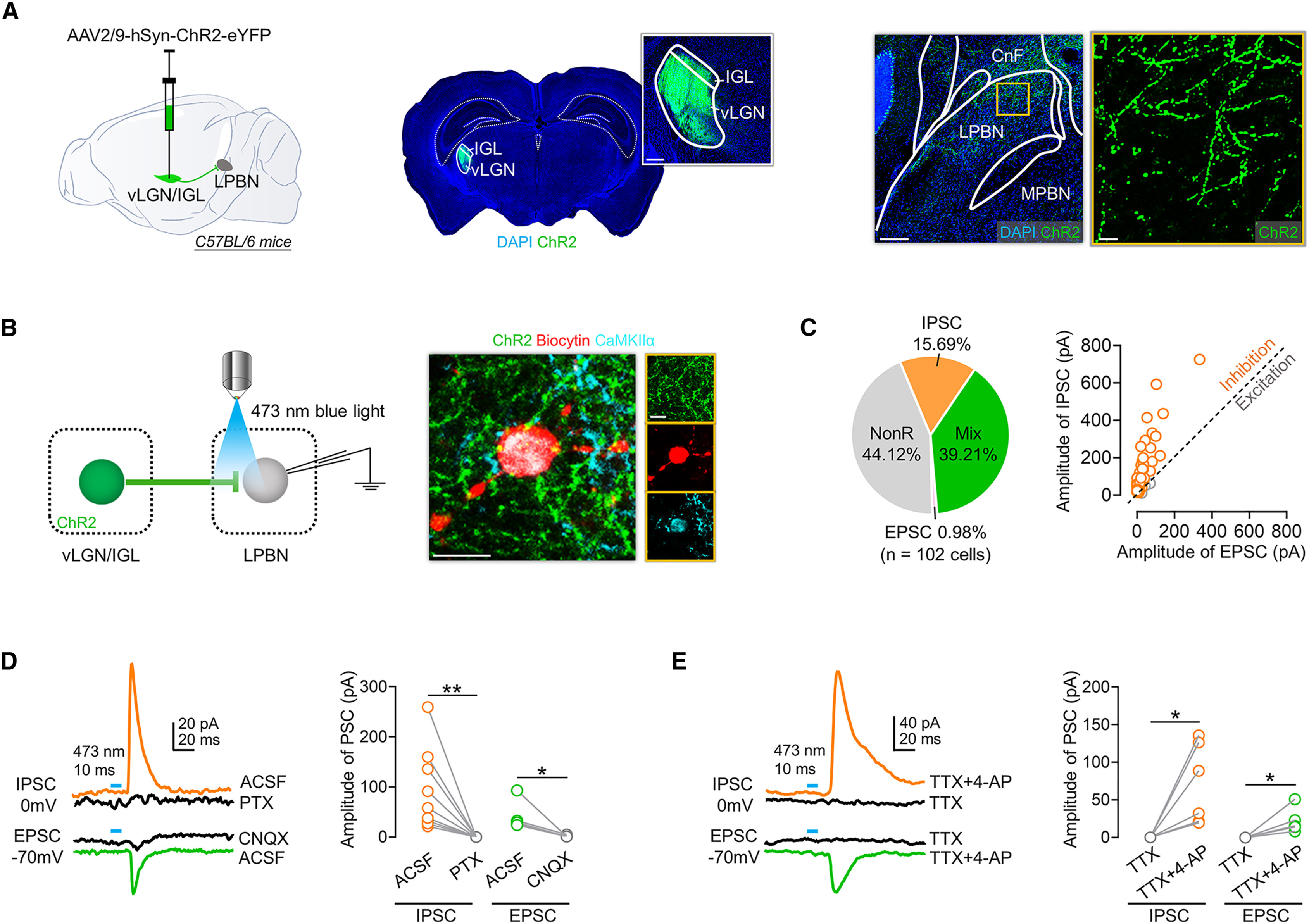 Confocal fluorescence images showing dense ChR2-eYFP-labeled axonal projections from the vLGN/IGL in the lateral parabrachial nucleus (LPBN)