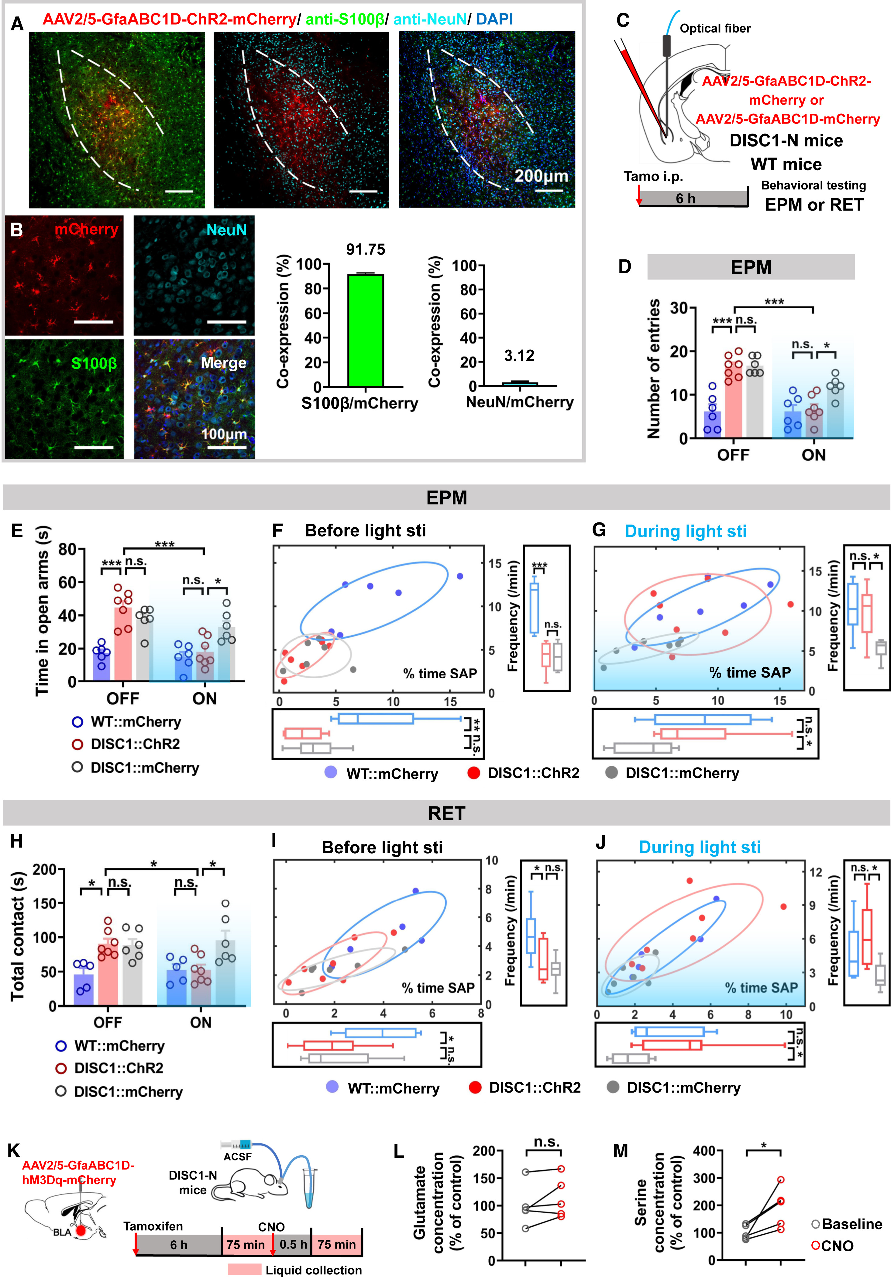 Multichannel confocal fluorescence images of the basolateral amygdala (BLA) showing selective expression of AAV2/5-GfaABC1D-ChR2-mCherry in S100β-positive astrocytes relative to NeuN-positive neurons