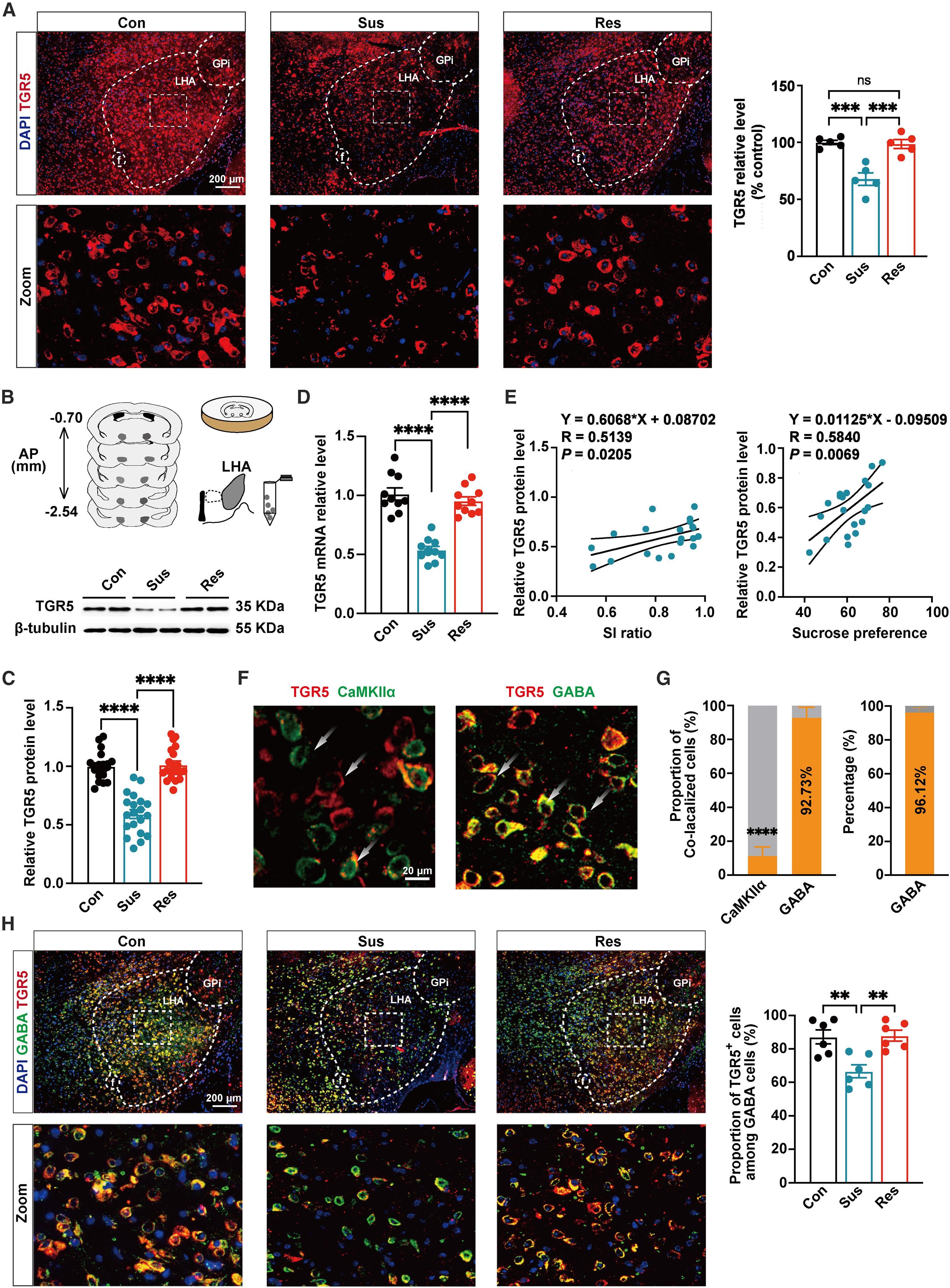 Original Figure 1A detail: TGR5 and DAPI immunofluorescence in the lateral hypothalamic area (LHA) of control, susceptible, and resilient mice