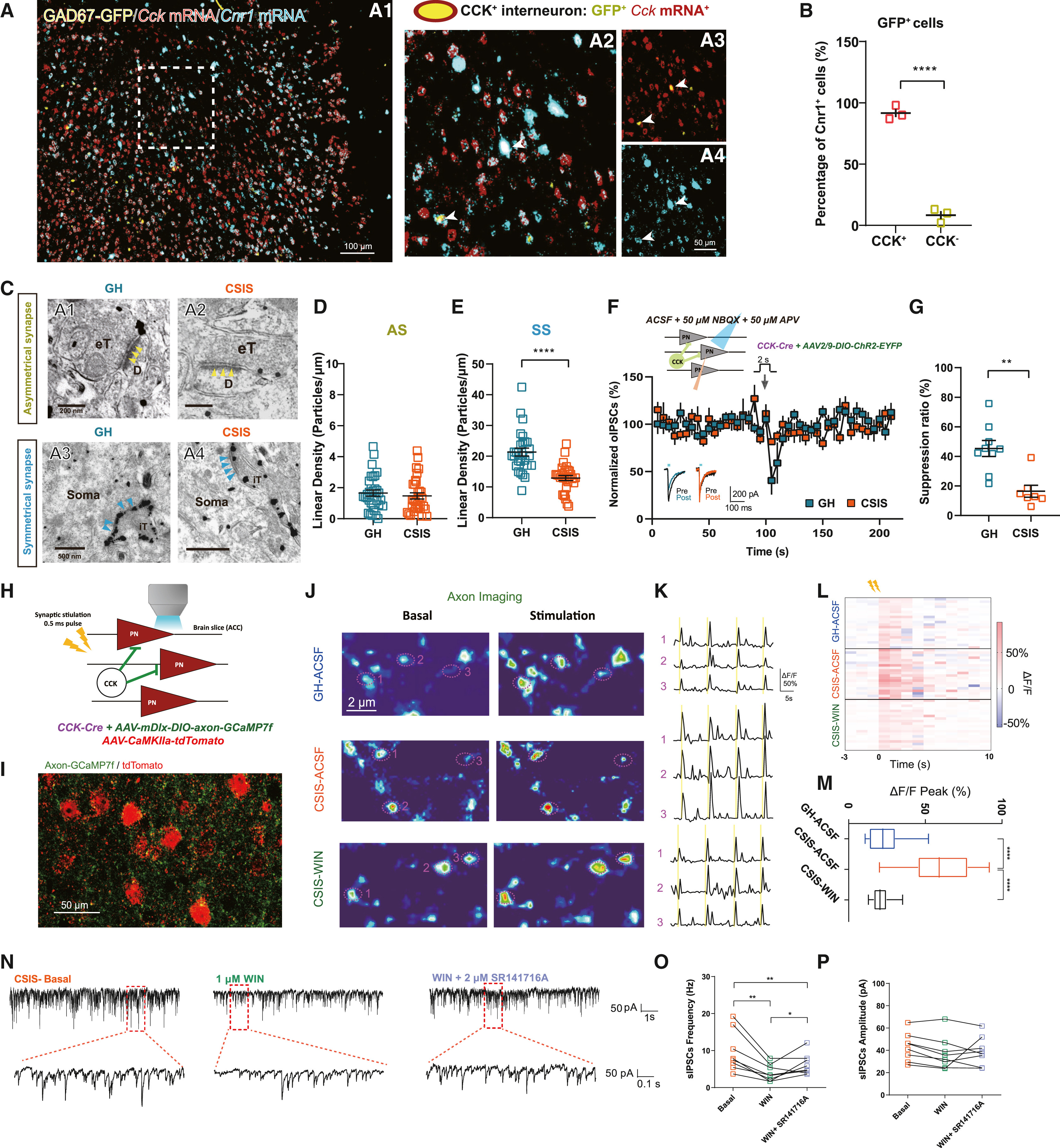 Original Figure 4A detail: RNAscope in situ hybridization and immunostaining showing colocalization of GAD67-GFP, Cck mRNA, and Cnr1 mRNA in the ACC