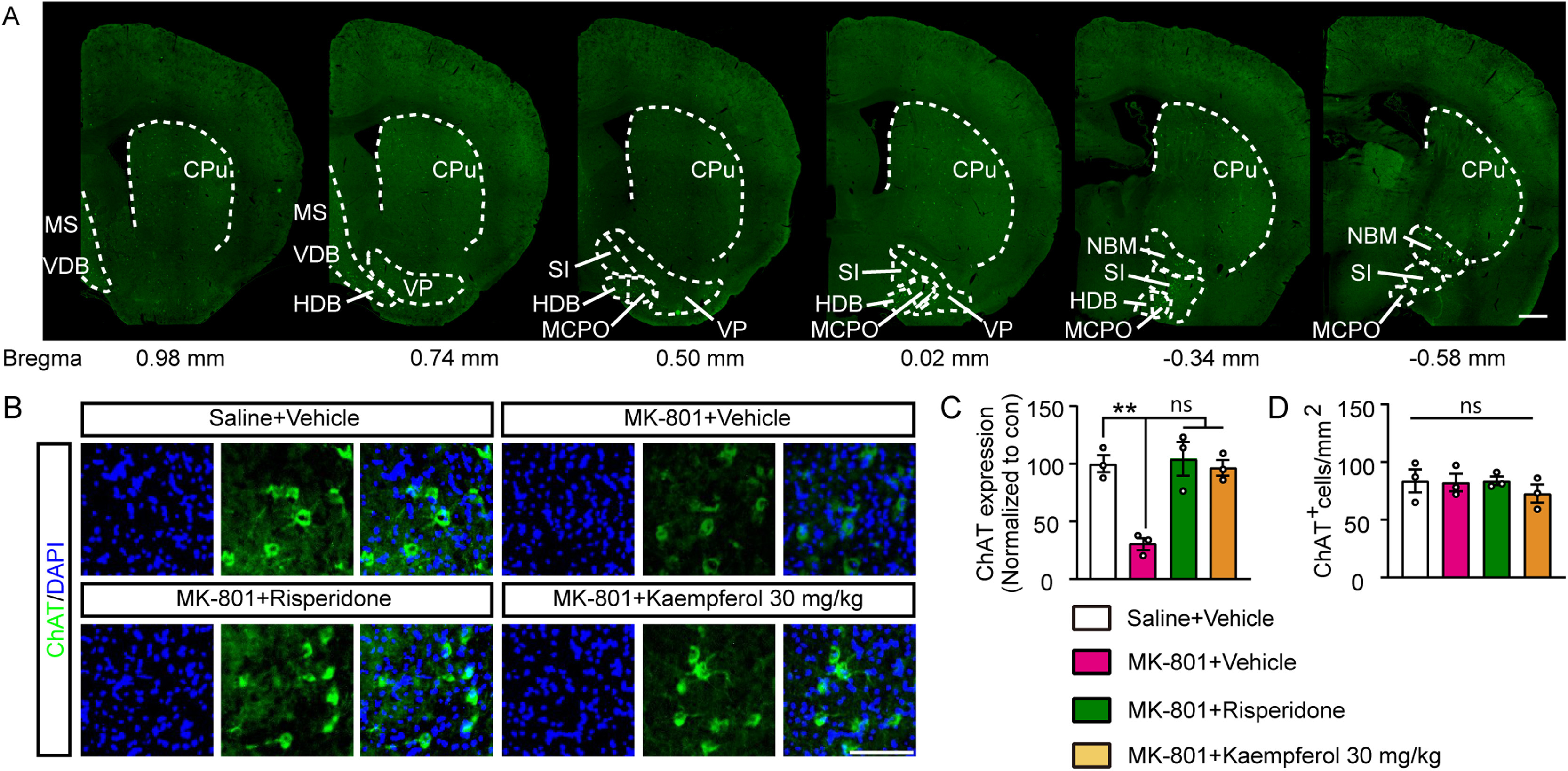 Detail from Figure 4C: High-magnification fluorescence micrograph showing restored choline acetyltransferase (ChAT, green) immunoreactivity in the horizontal limb of the diagonal band (HDB) of MK-801 + Kaempferol-treated mice.