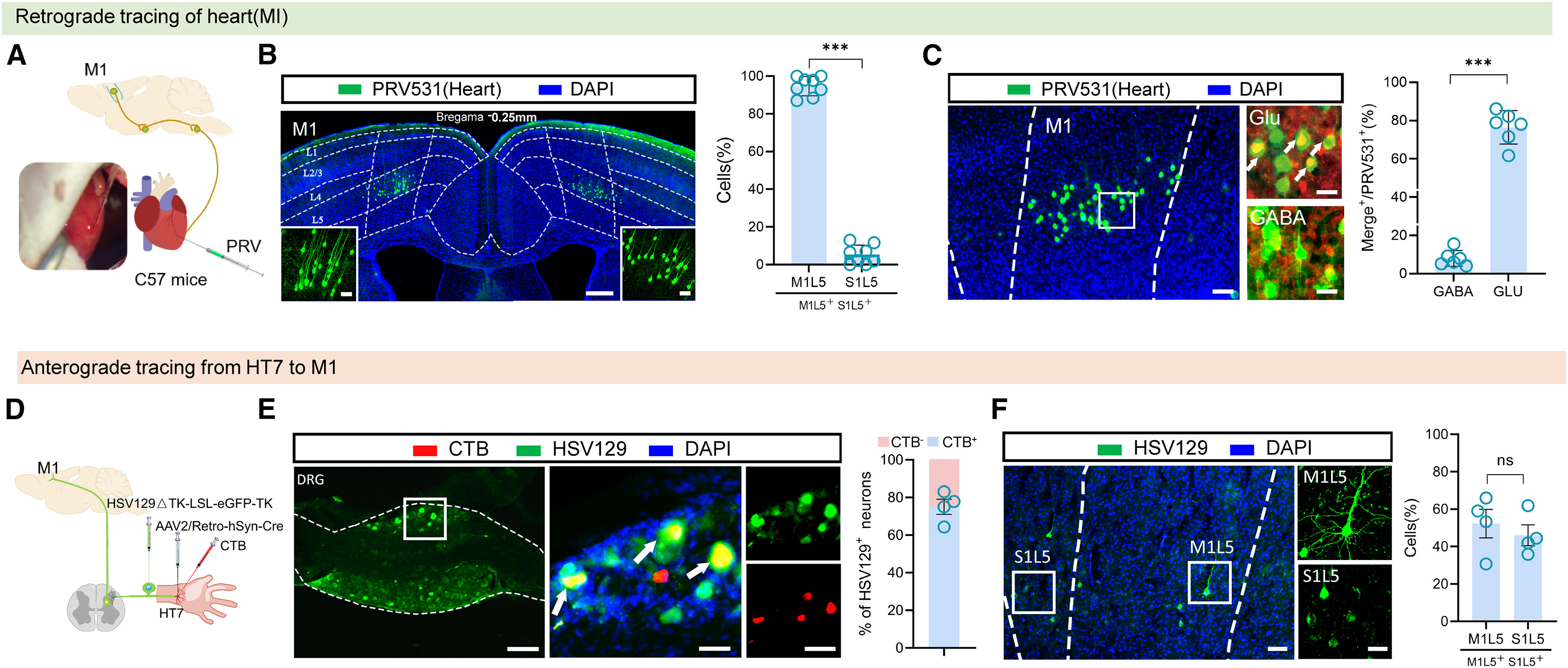Representative confocal fluorescence micrograph of retrograde trans-synaptic PRV531-labeled heart-related neurons co-stained with GABA and DAPI in layer 5 of the mouse primary motor cortex (M1L5)