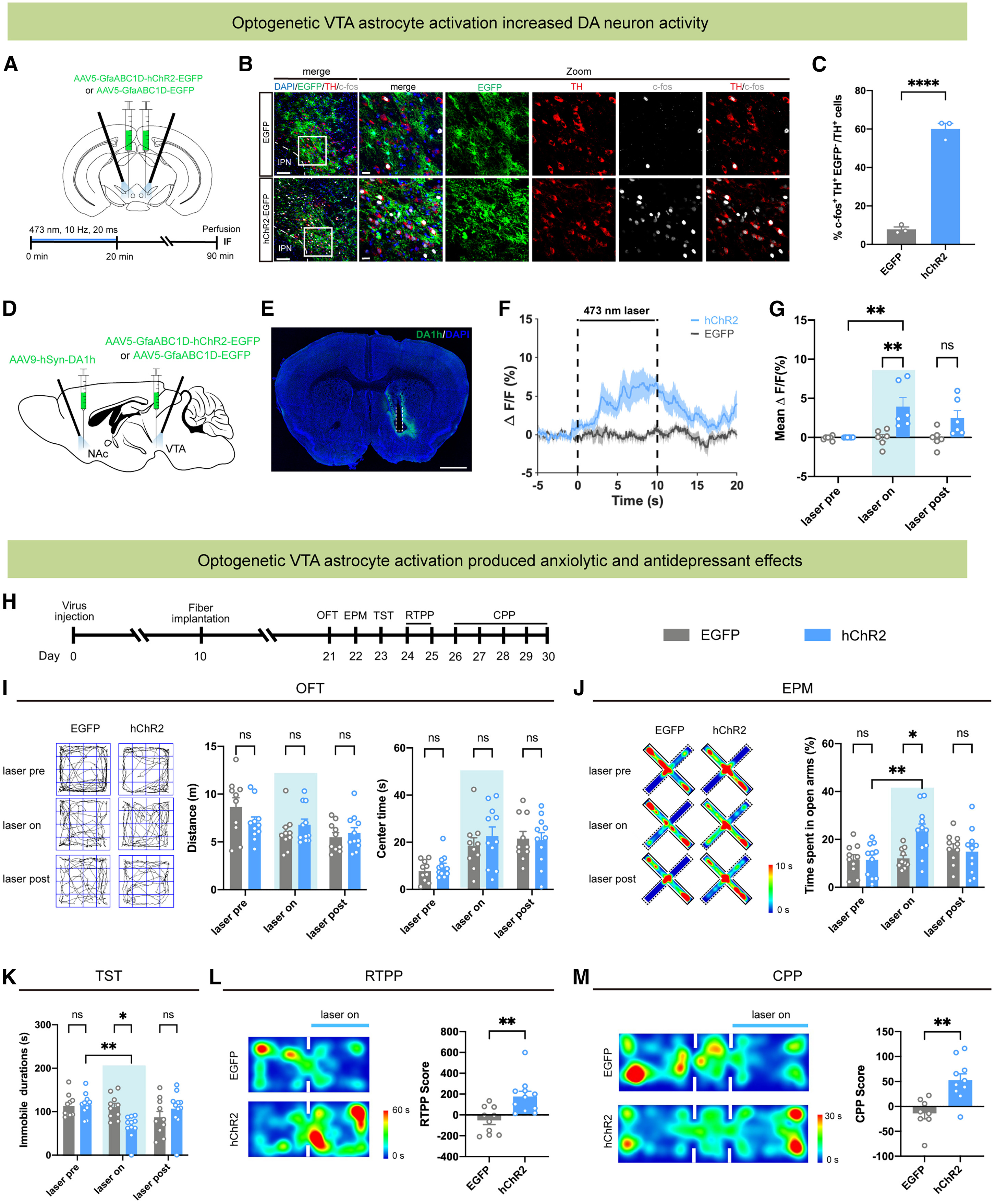 High-magnification confocal fluorescence micrograph of hChR2-EGFP-expressing astrocytes in the ventral tegmental area (VTA) of adult mice
