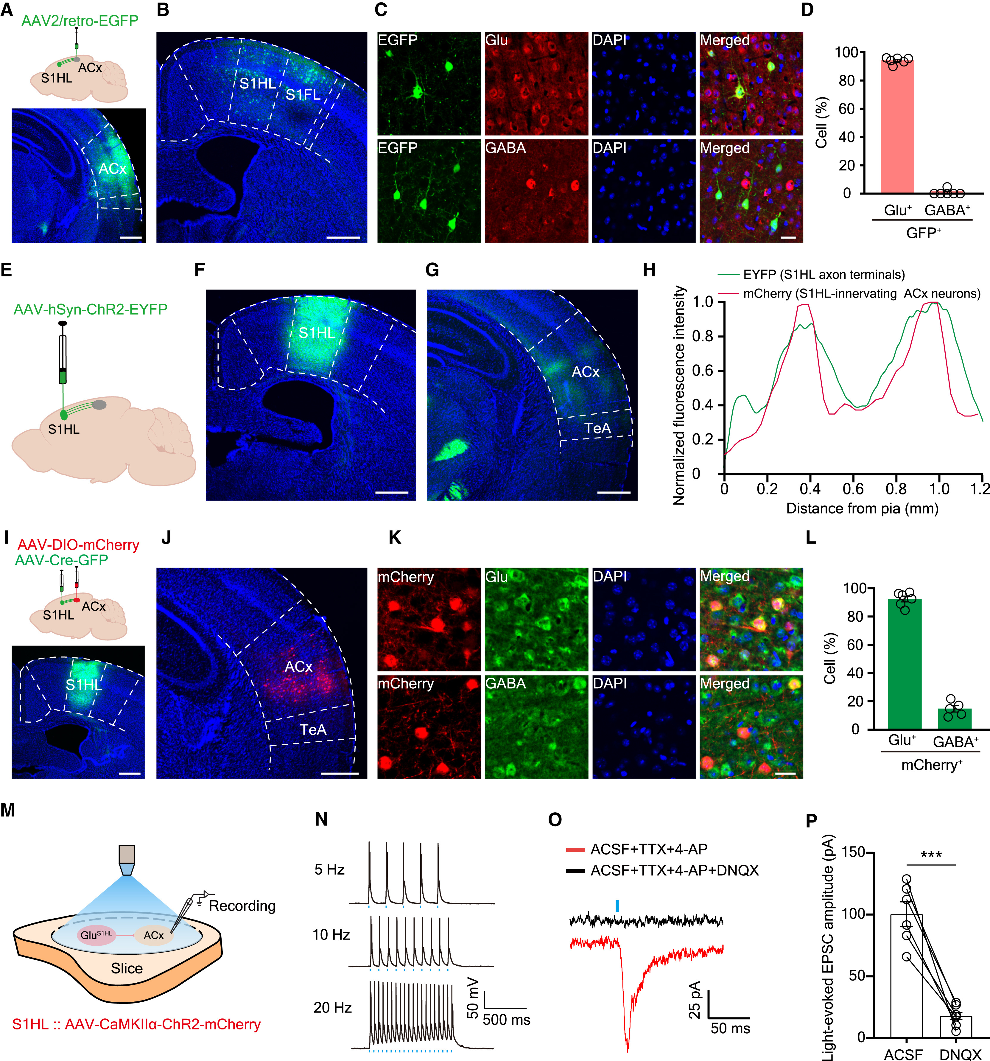 Confocal fluorescence micrograph of anterogradely trans-synaptically labeled postsynaptic auditory cortex (ACx) neurons co-stained with glutamate and DAPI