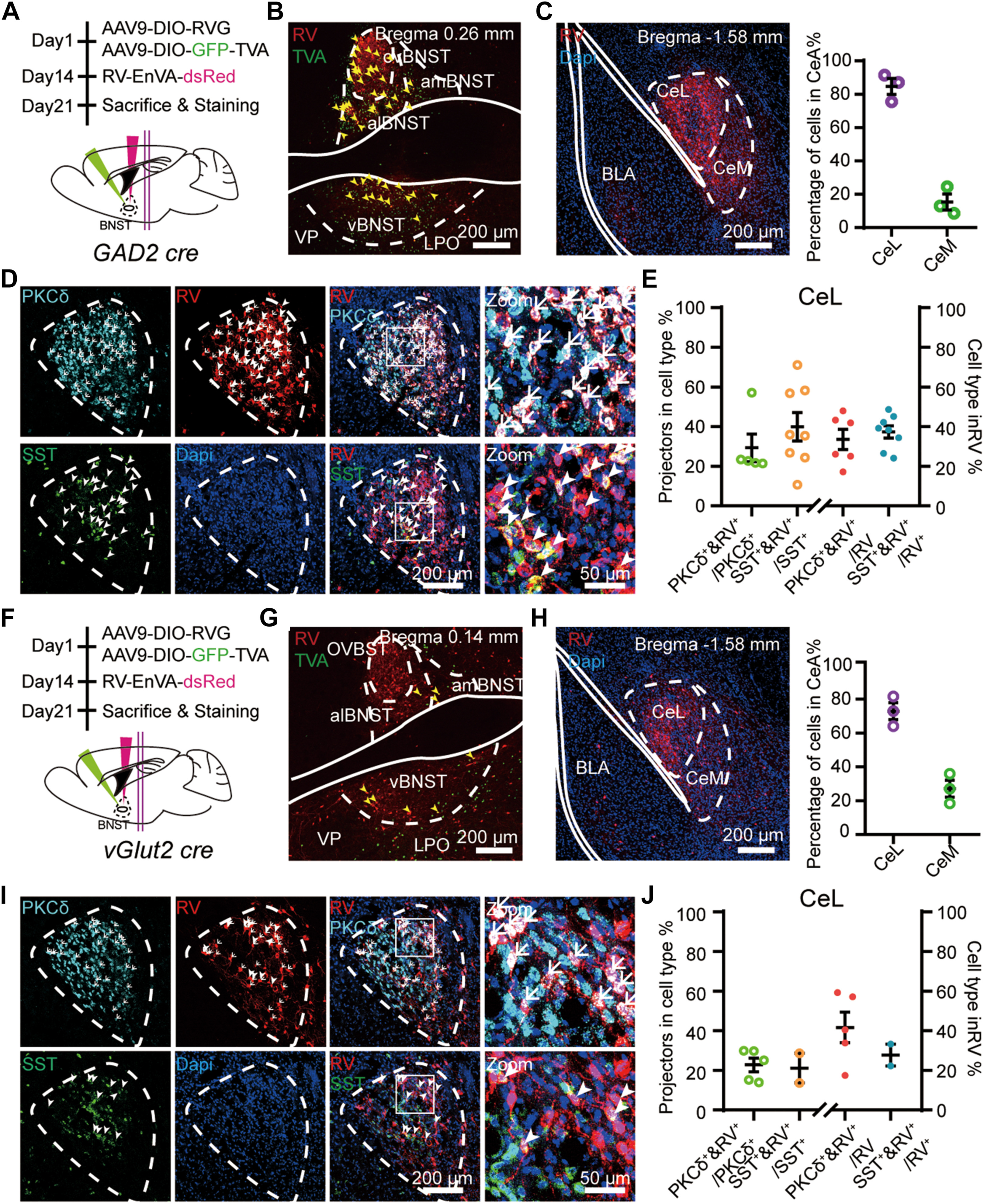 Confocal fluorescence micrograph of dual retrograde CTB-488 (from vBNST, green) and CTB-555 (from CeM, red) tracing in the central lateral amygdala (CeL)
