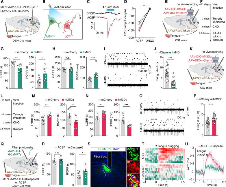 Original Figure 4: Causal evidence for the tongue–brain pathway