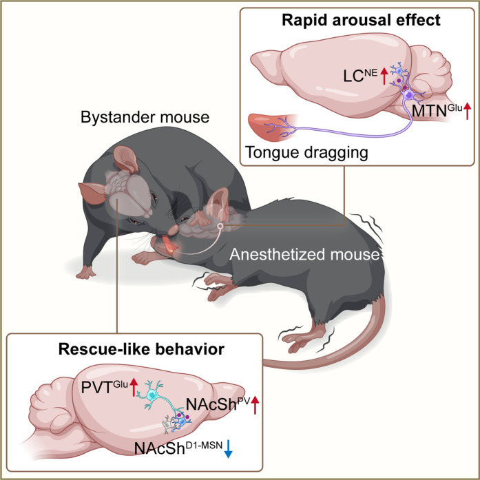 Original Figure 7: Helping behavior and the recipient’s recovery