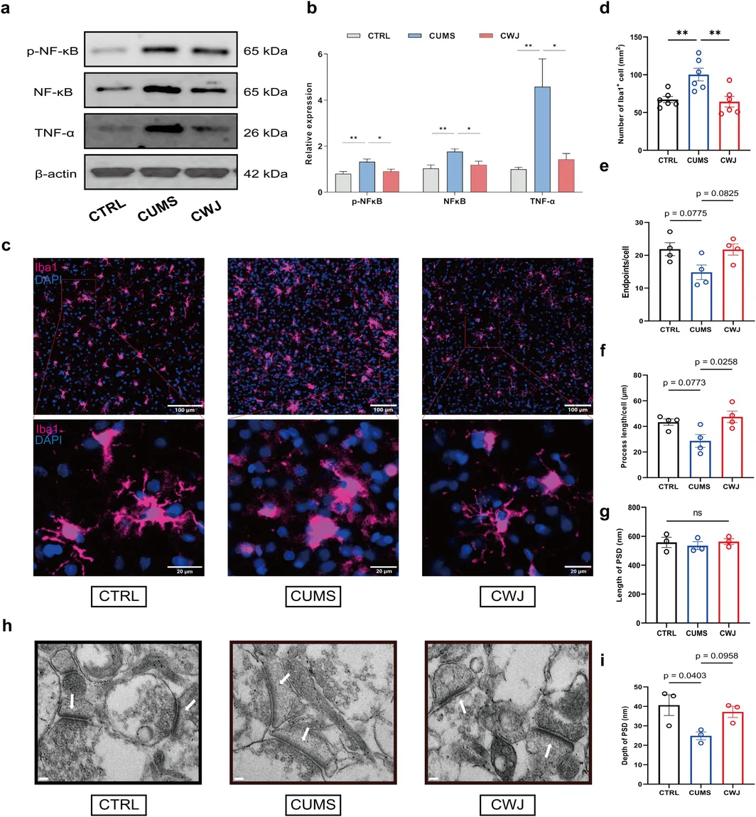 Microglial fluorescence image from the stressed group in original Figure 5c
