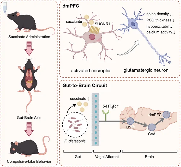 Gut, vagal afferent and brain pathway from the original graphical abstract