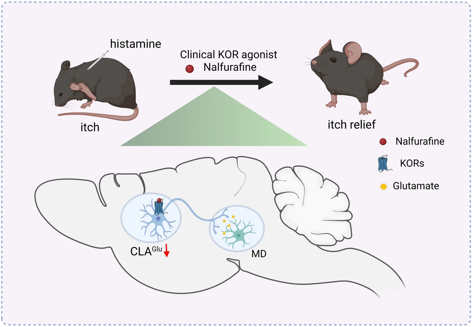 Claustral and thalamic neuronal circuit from original Figure 8