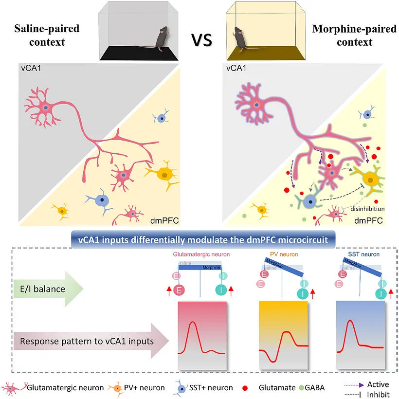 Neuronal detail of the hippocampal–prefrontal projection in original Figure 9