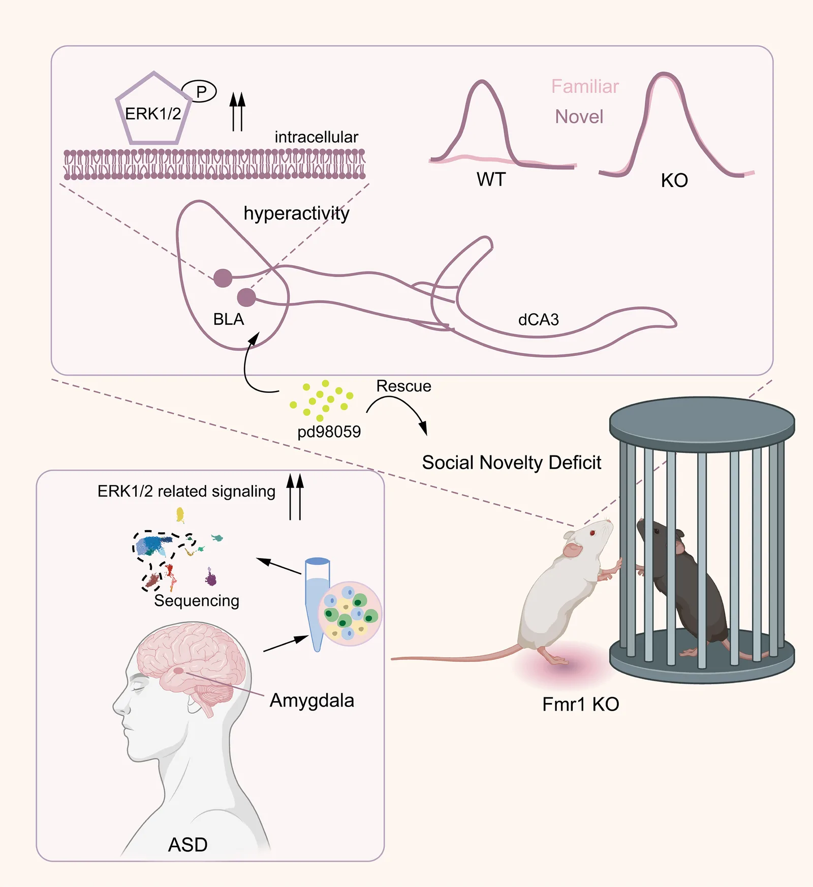 BLA-to-dCA3 neuronal projection in original Figure 8