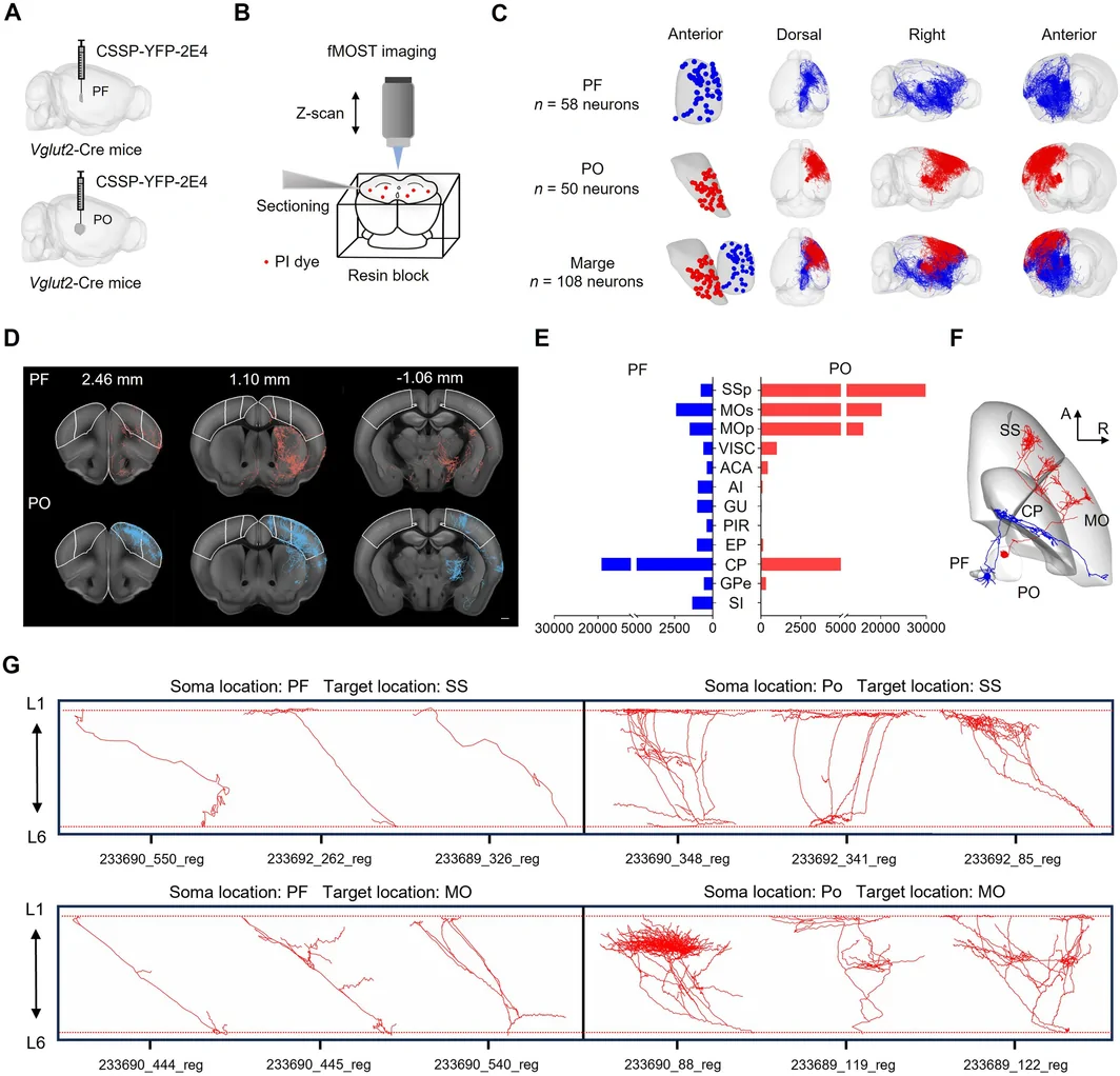 Whole-brain reconstructions of PF and PO neurons from original Figure 6C