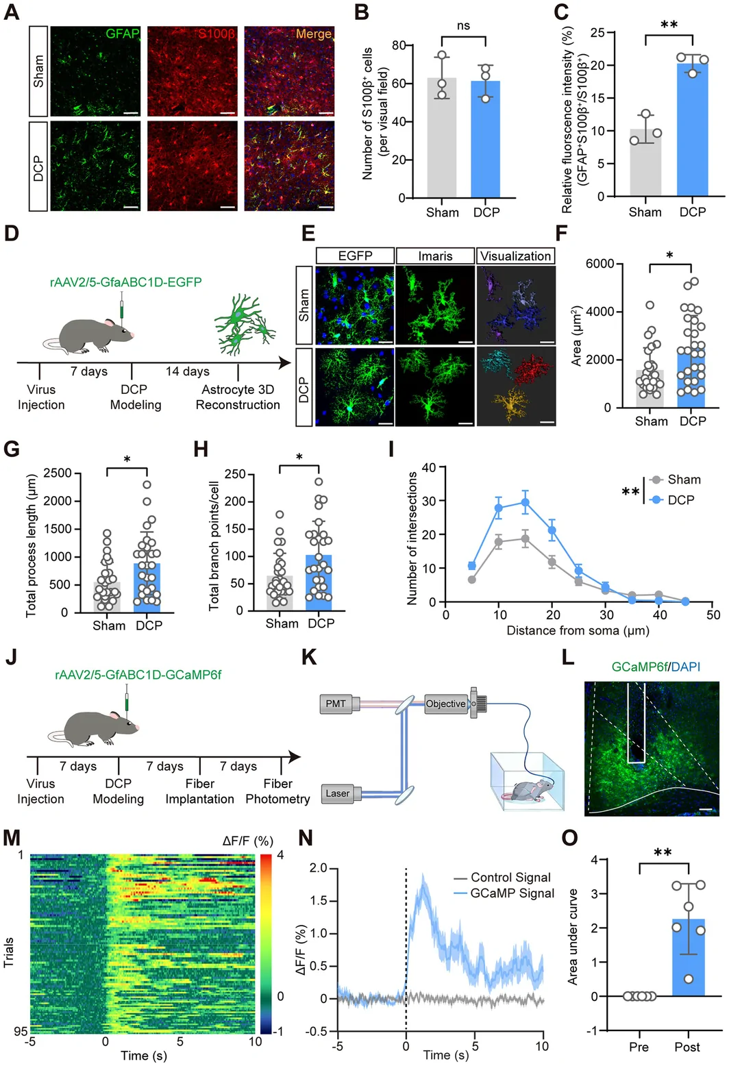 Mouse and astrocyte reconstruction illustration from original Figure 2D