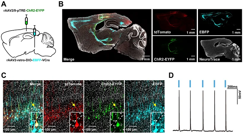 Sagittal brain section showing sparse labeling and functional expression in original Figure 5B