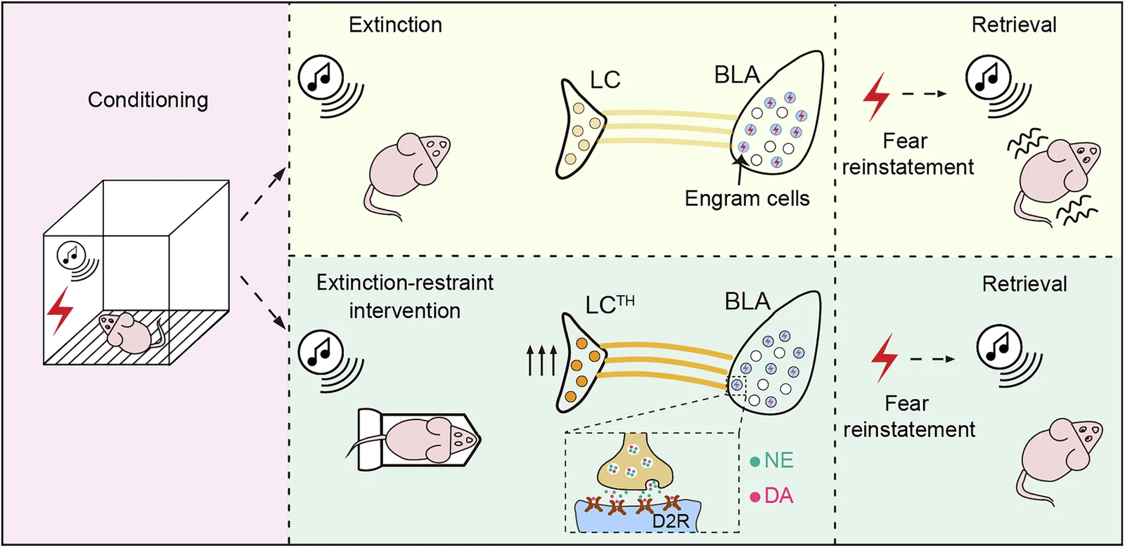 LC-to-BLA projection from original Figure 9