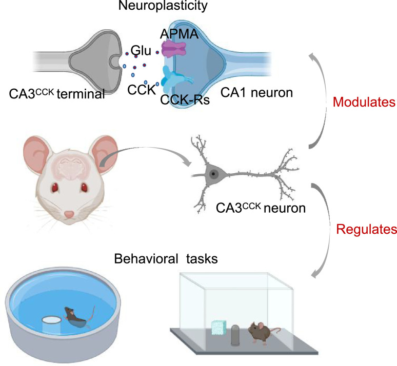 CA3 CCK terminal and CA1 synapse schematic from original Figure 7