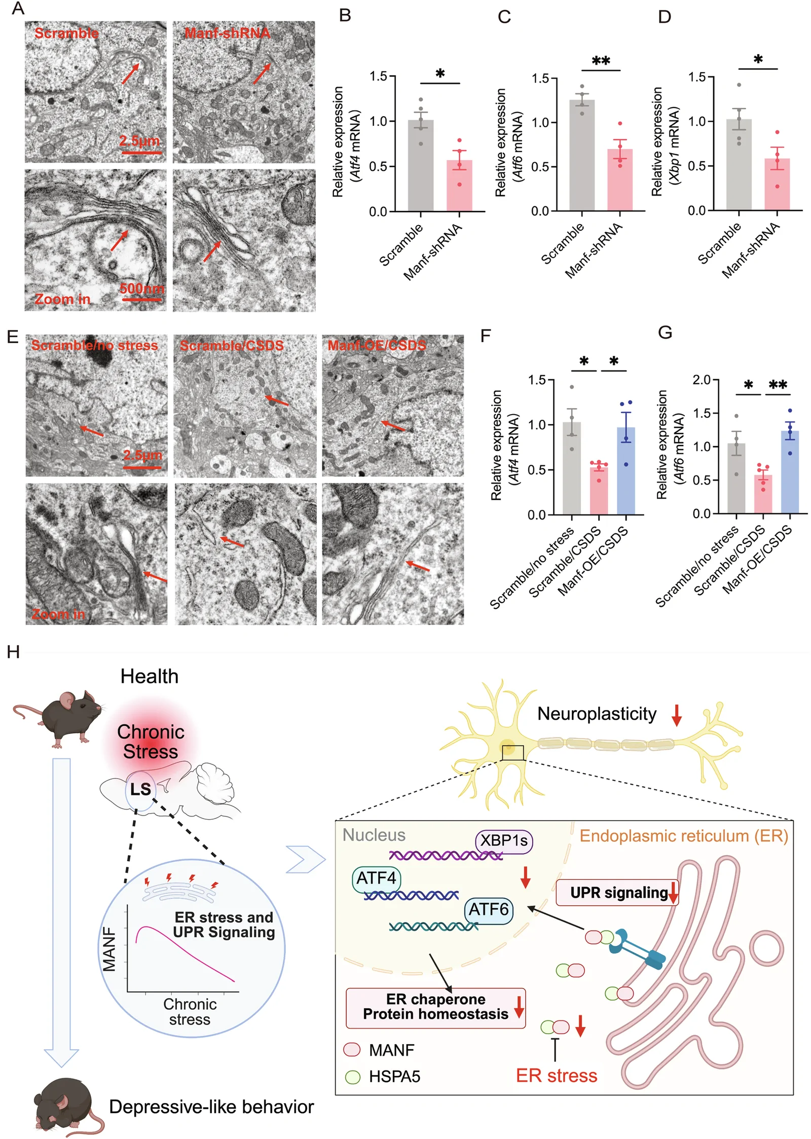 Neuron and plasticity schematic from original Figure 6H