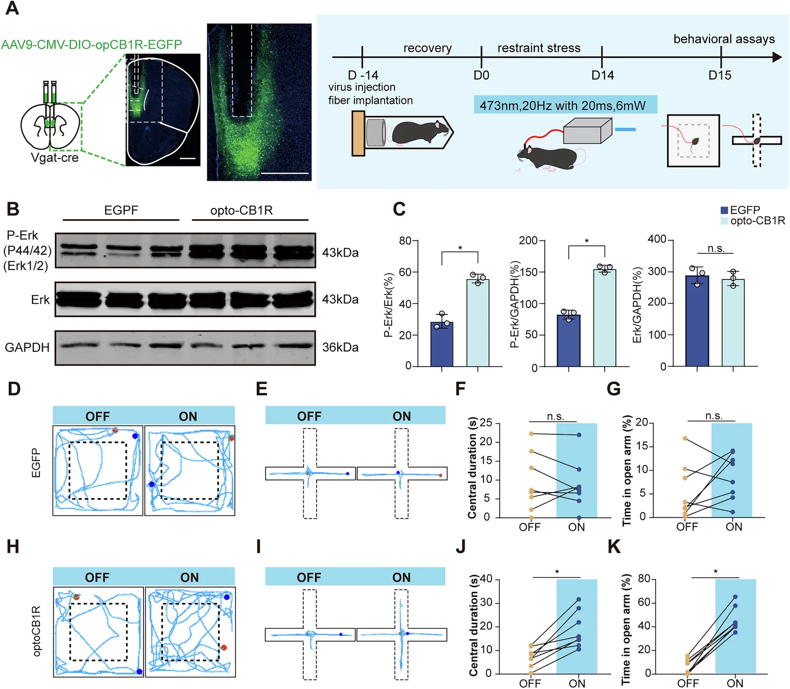 Mouse receptor-photoactivation schematic from original Figure 6A
