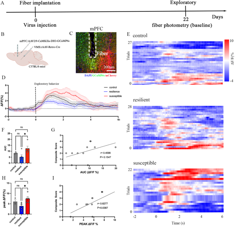 Exploration-related calcium traces across mouse groups in original Figure 3D