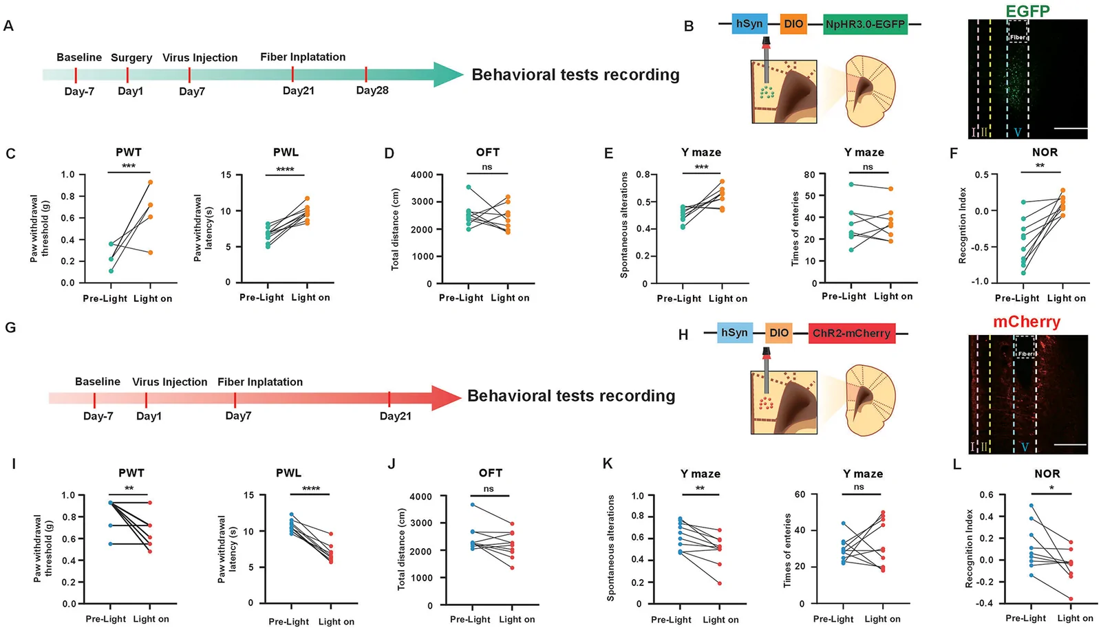 Prelimbic optical-inhibition targeting schematic from original Figure 4B