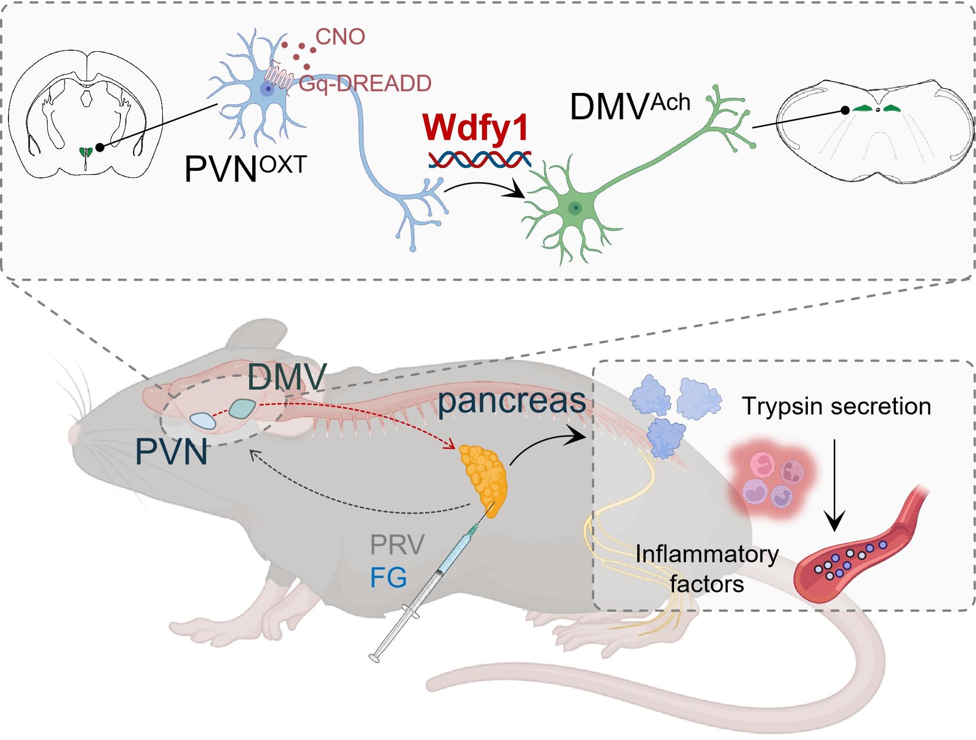 PVN oxytocin and DMV cholinergic neuronal connection in the original graphical abstract