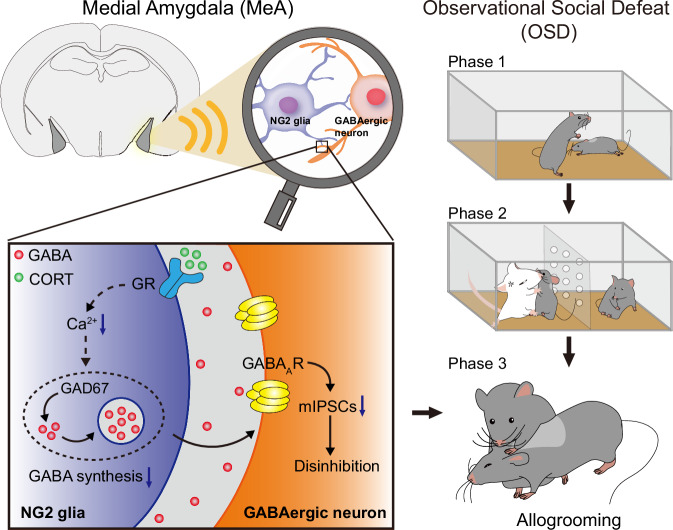NG2 GABA modulation and allogrooming schematic from original Figure 8