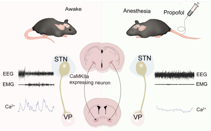 STN–VP neurons and brain-state schematic from original Figure 9