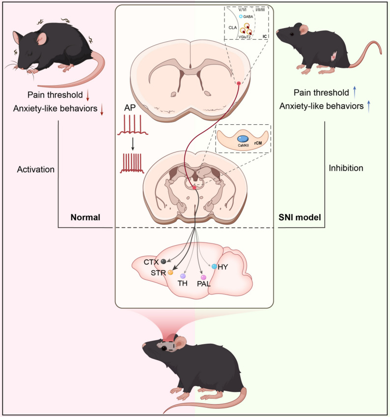 Insular and thalamic connectivity from original Figure 9