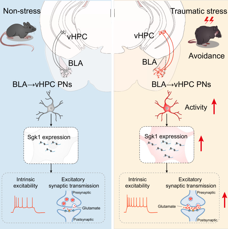Projection-neuron activity increase in the authors' original Figure 8 model