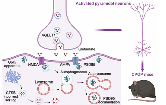 Synaptic and cellular-recycling mechanism area in the original graphical abstract