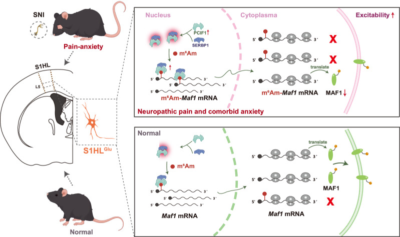 Original Figure 9 upper cellular model: SERBP1–PCIF1, RNA modification and MAF1 expression