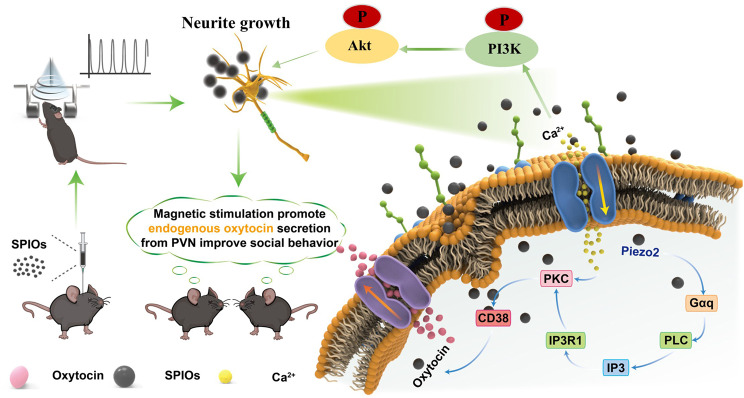 Original-paper schematic detail: a PIEZO2 channel and calcium ions at the cell membrane