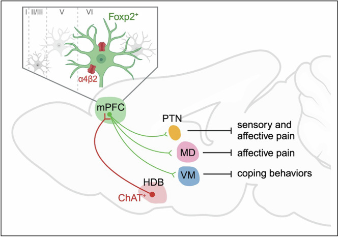 Original schematic of distinct thalamic outputs from prefrontal Foxp2 cells