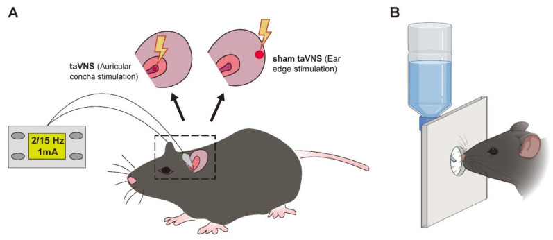 Original mouse concha-stimulation schematic