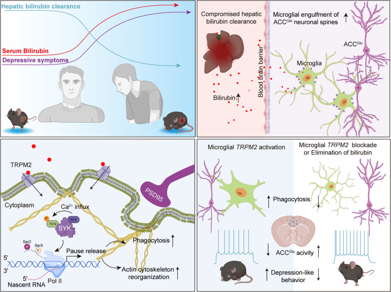 Upper-right region of the original graphical abstract, depicting the authors’ liver, blood–brain barrier and microglia–neuron model