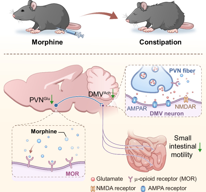 PVN–DMV brain connection in original Figure 8