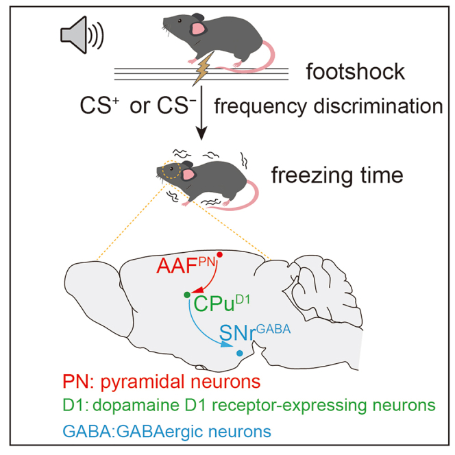 Original auditory–striatal–nigral schematic