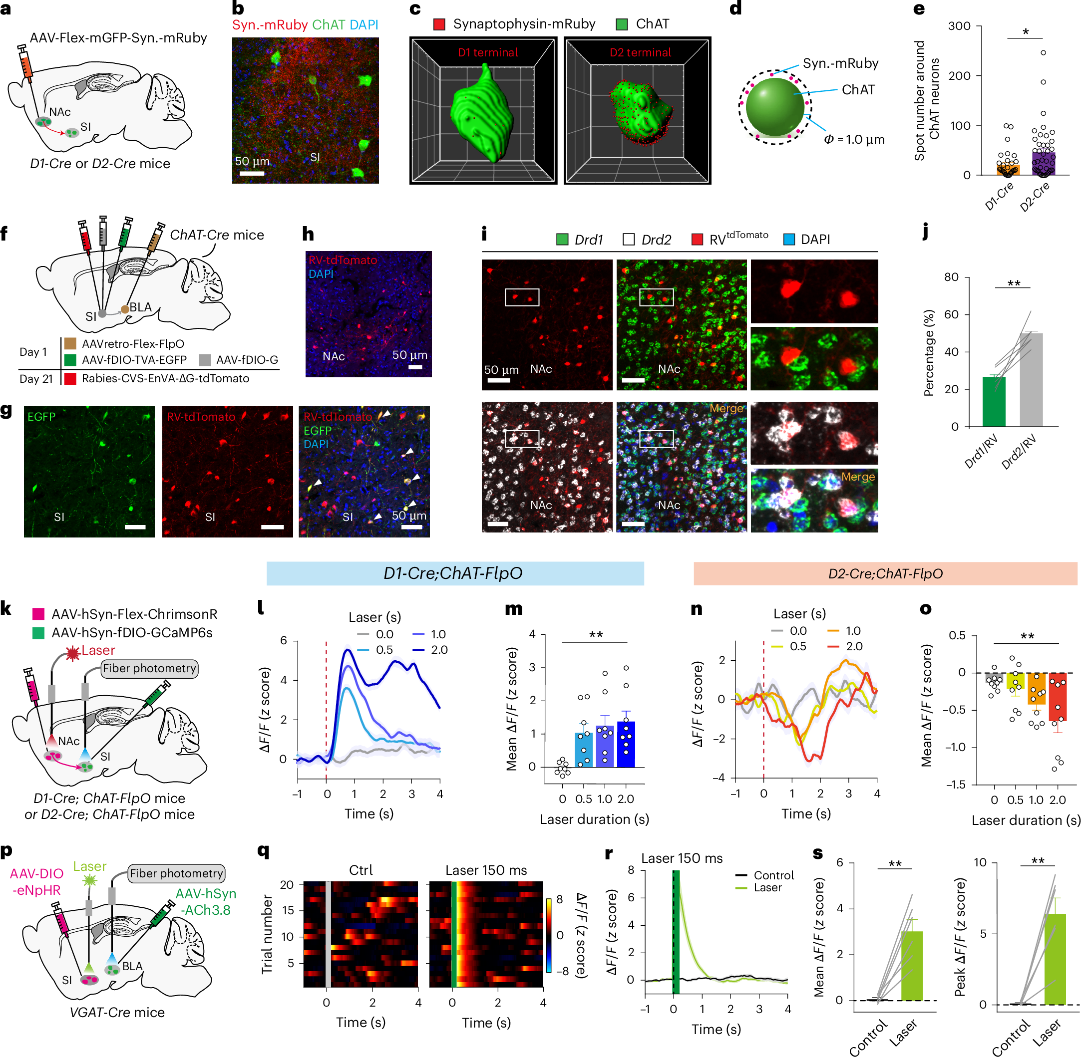 Original Figure 3c detail: reconstructed cholinergic cells and surrounding D1 or D2 terminals