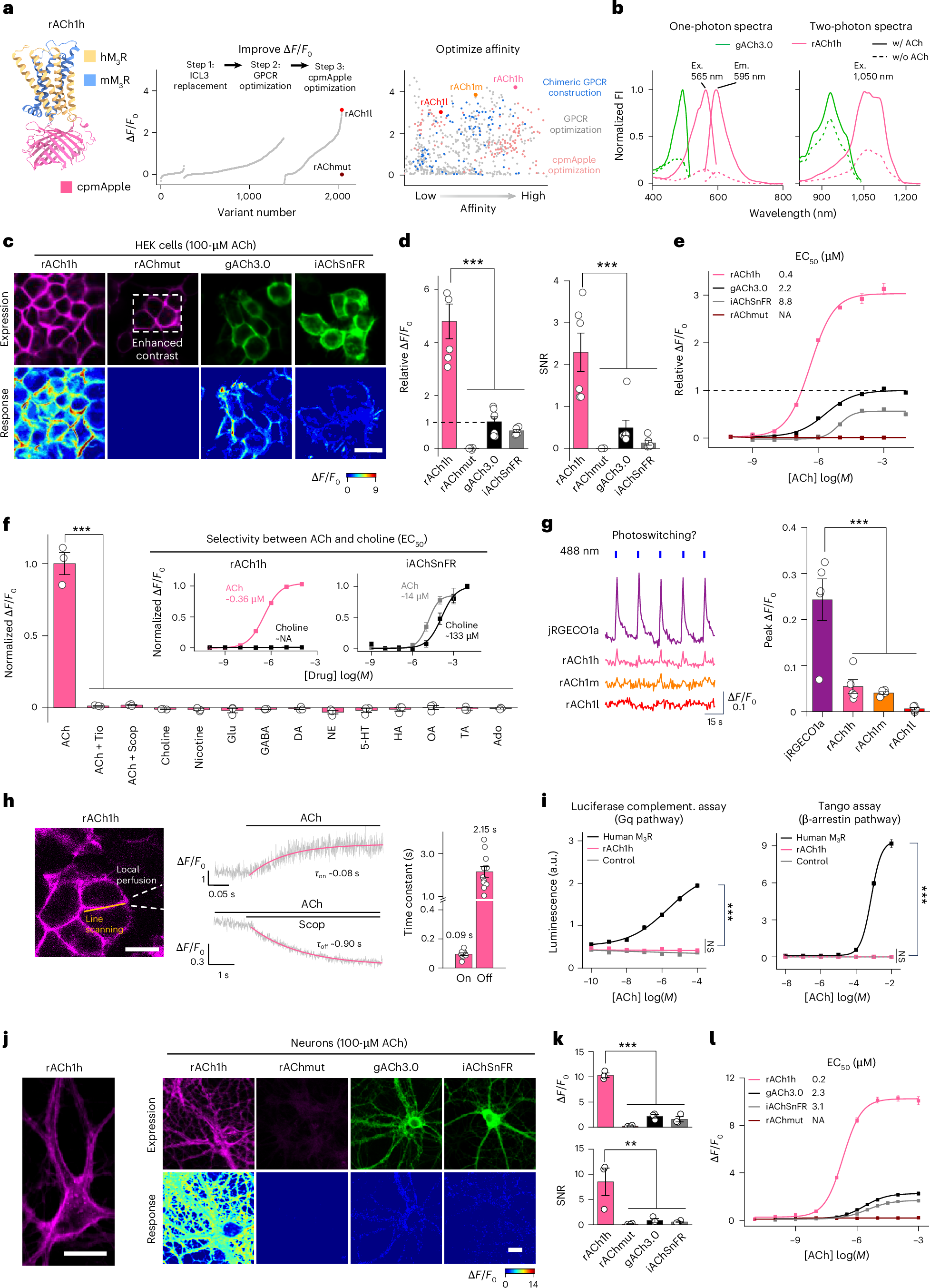 Original Figure1c detail: fluorescence in rACh1h-expressing cells