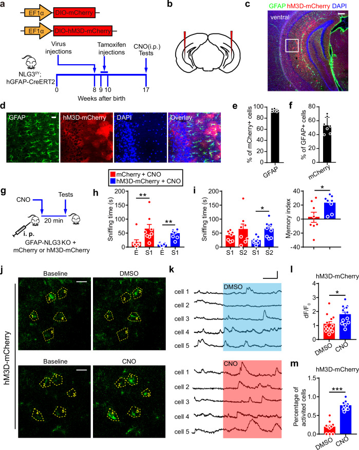 Original Figure 4d detail: merged fluorescence of astrocyte labeling and receptor expression