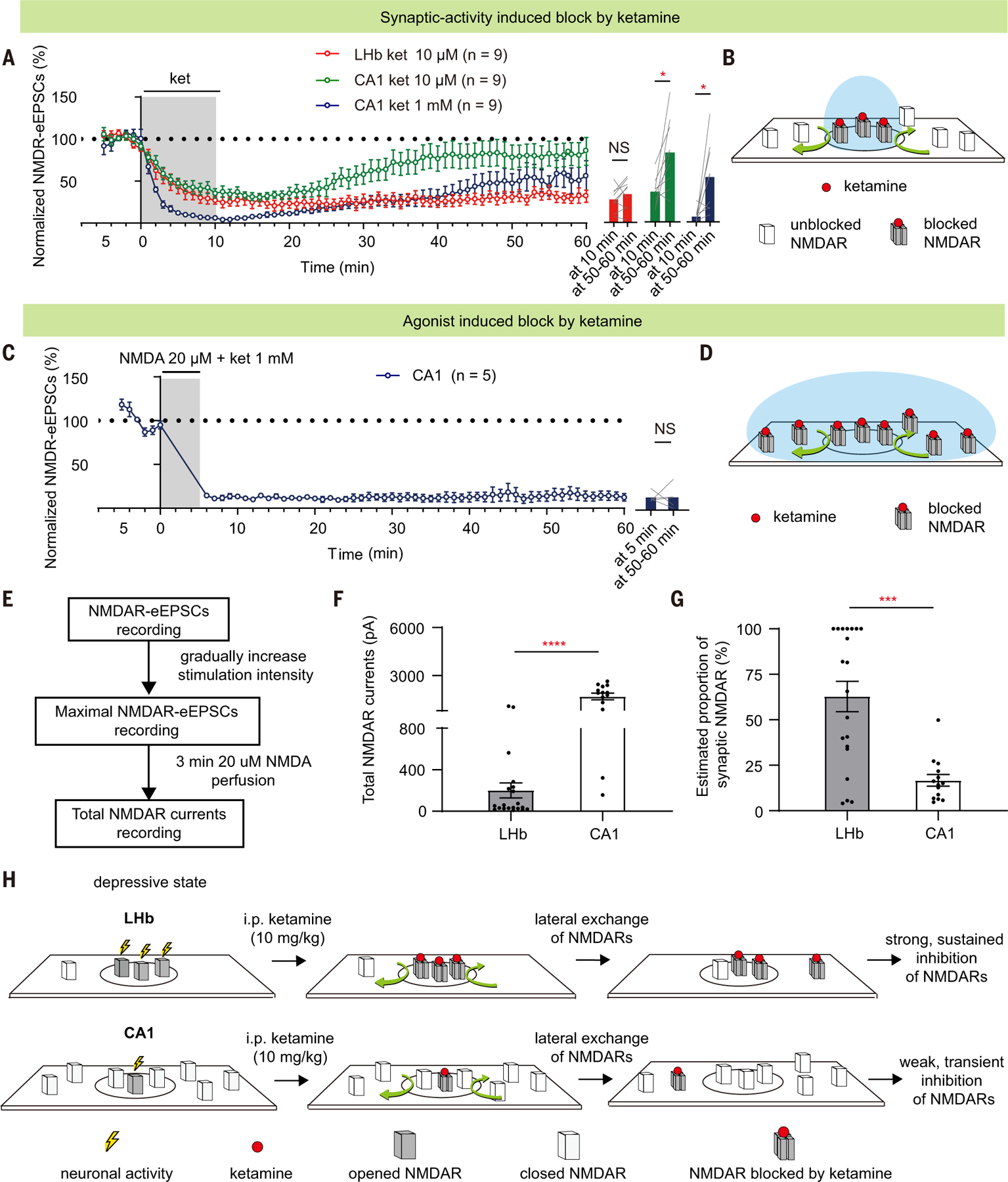 Representative receptor-exchange schematic from original Figure 5B: synaptic and extrasynaptic NMDA receptors and drug blockade; a conceptual diagram, not experimental microscopy