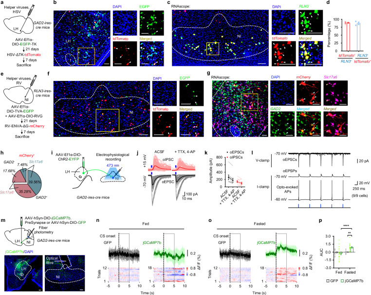 Original Figure 2g detail: multicolor in situ labeling of hypothalamic projection cells