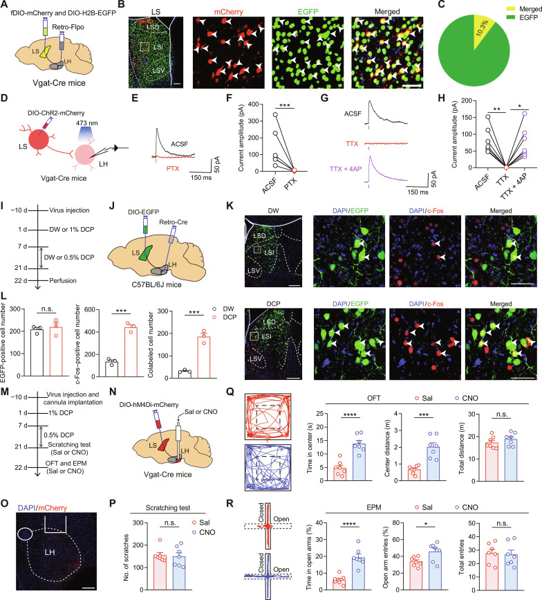 Original Figure 6B detail: merged fluorescent labeling of hypothalamus-projecting septal cells